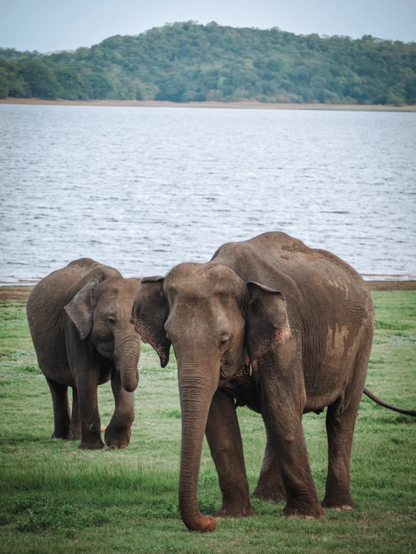 Elefanti a Minneriya