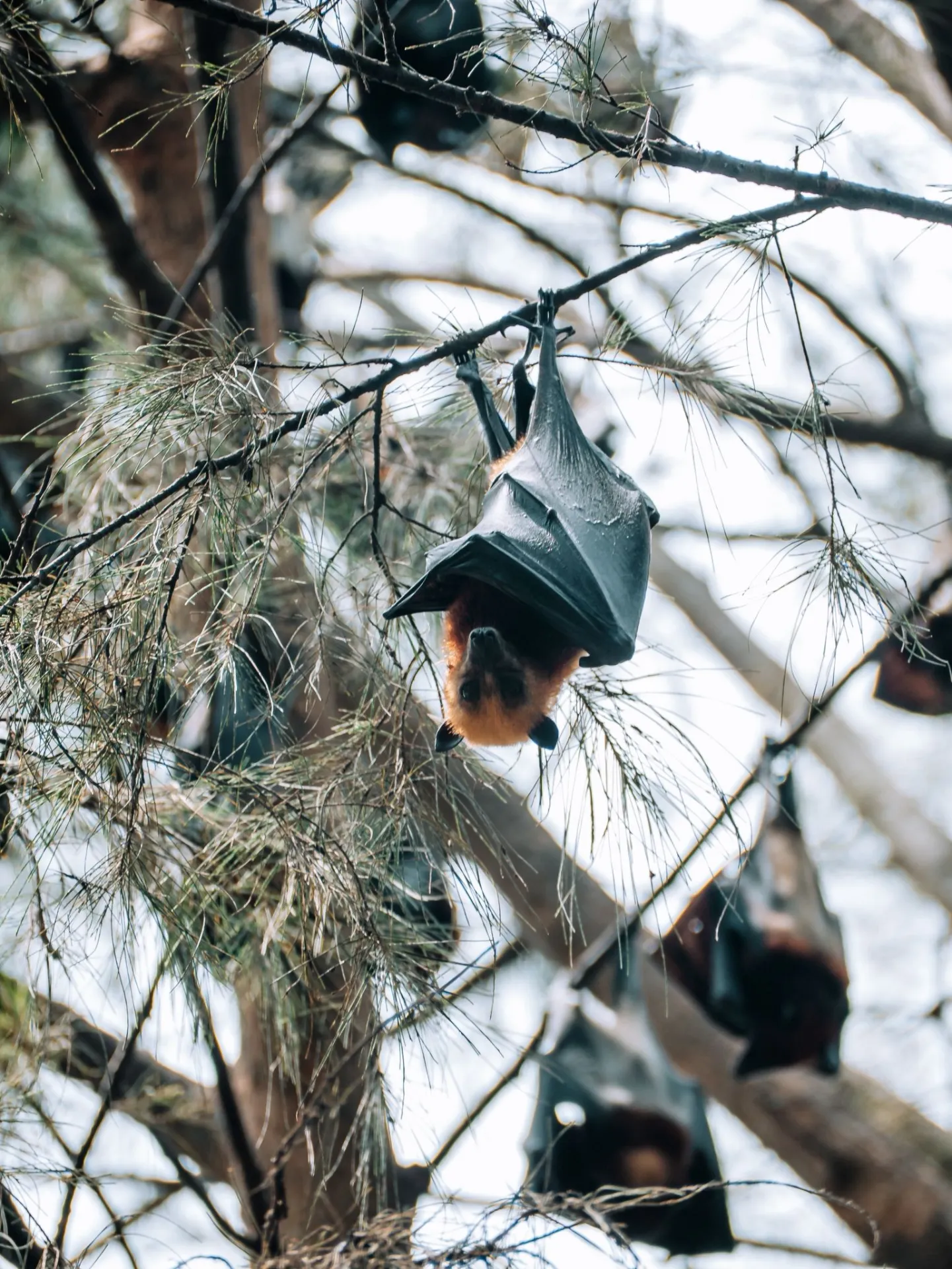 Tioman: l'isola che non ti aspetti in Malesia